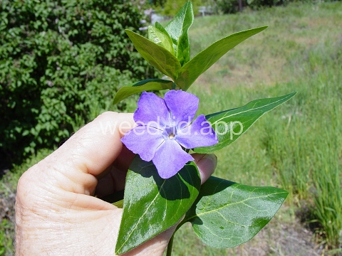 periwinkle, big